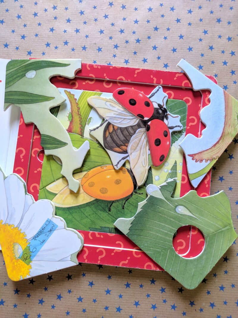 Come nasce una coccinella?