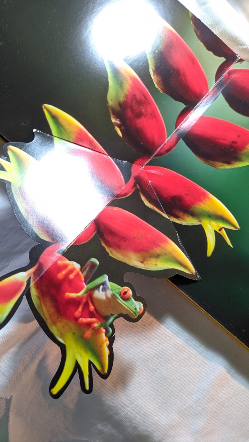 Giungla pop! Con 5 incredibili pop-up XXL