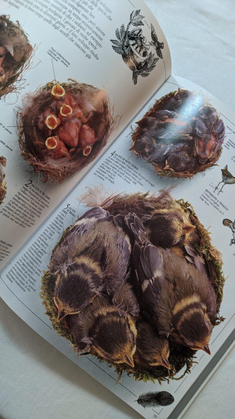Gli uccelli