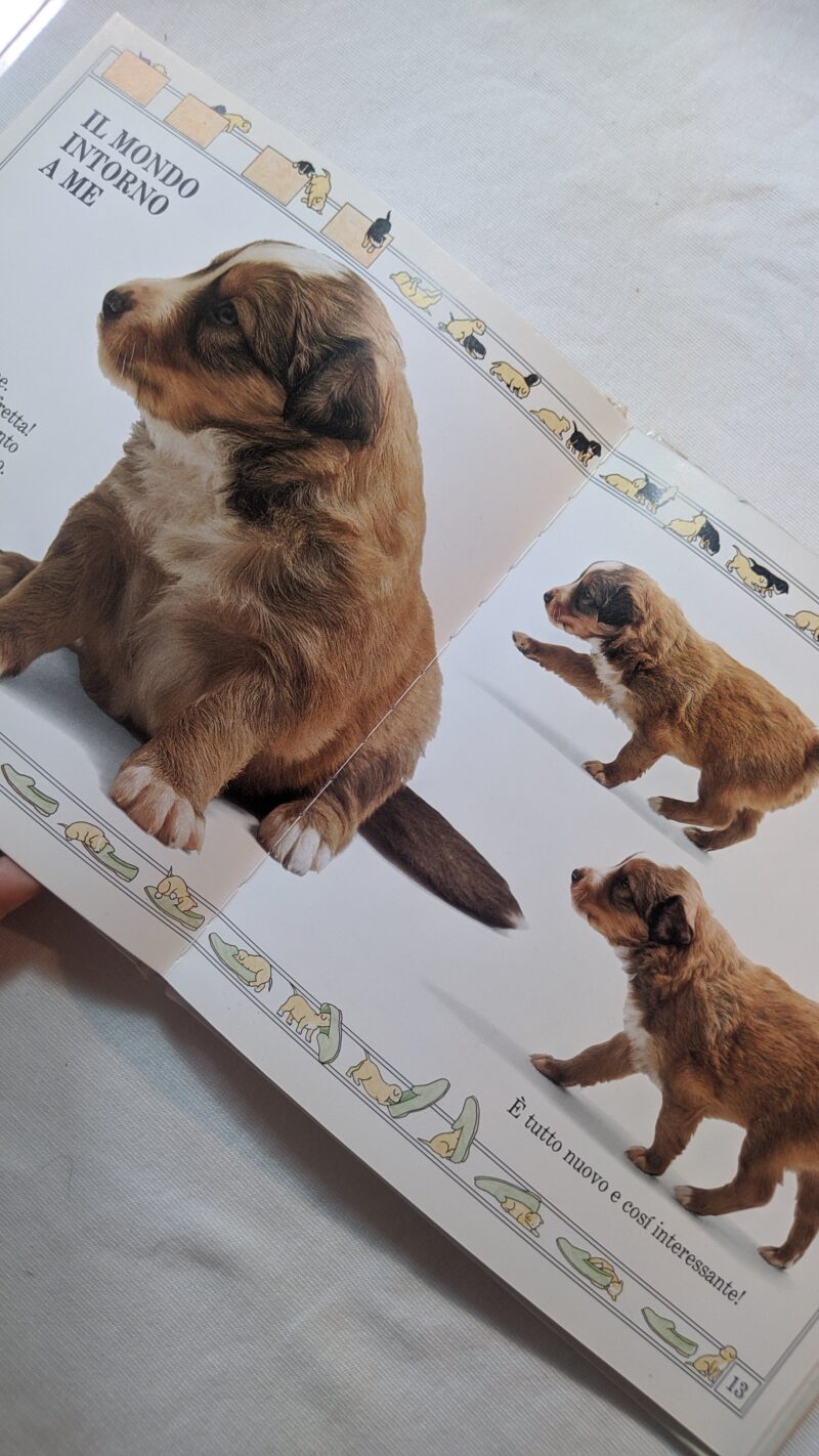 Come crescono i cagnolini