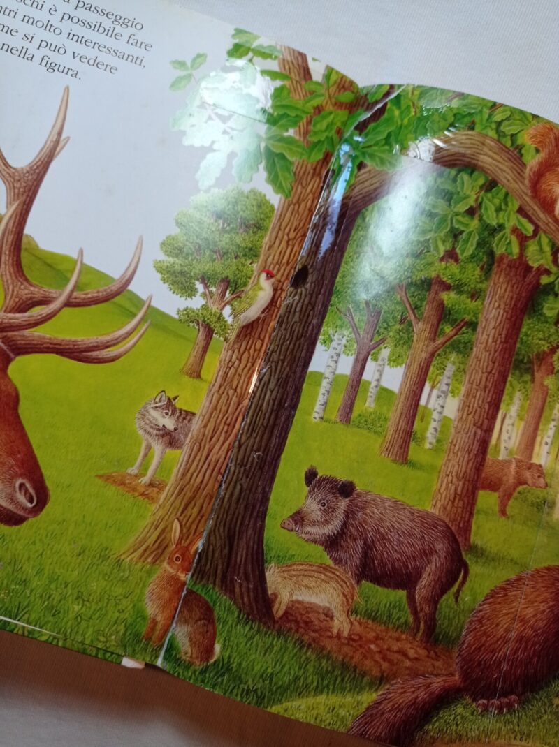 Animali del bosco