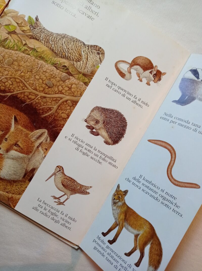 Animali del bosco