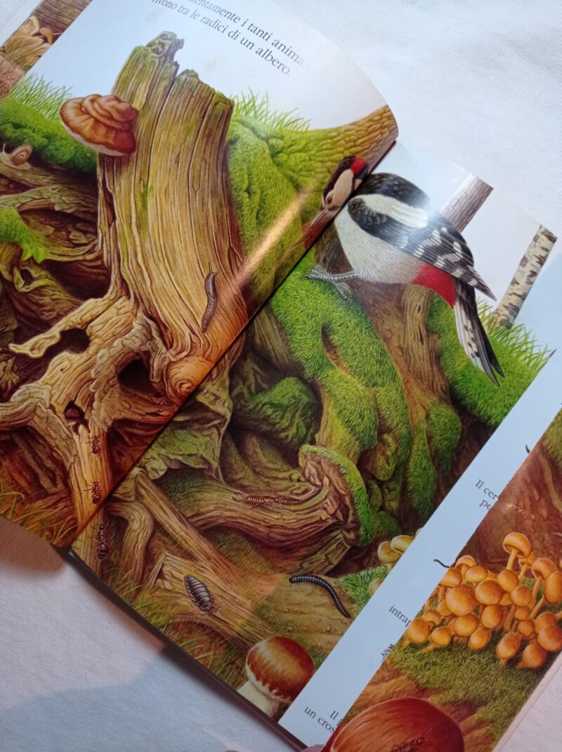 Animali del bosco