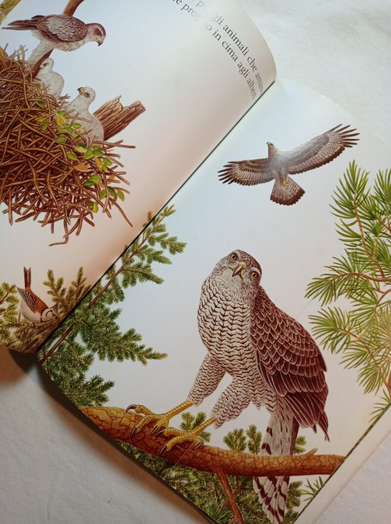 Animali del bosco
