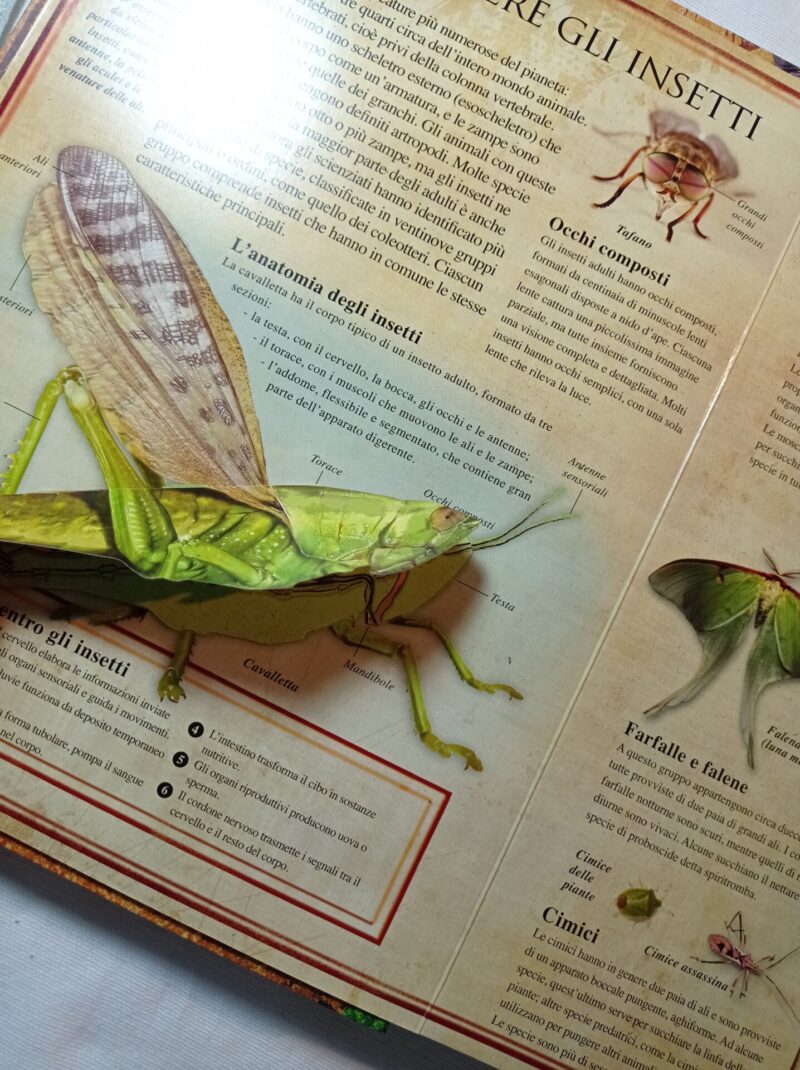 Naturalia. Insetti