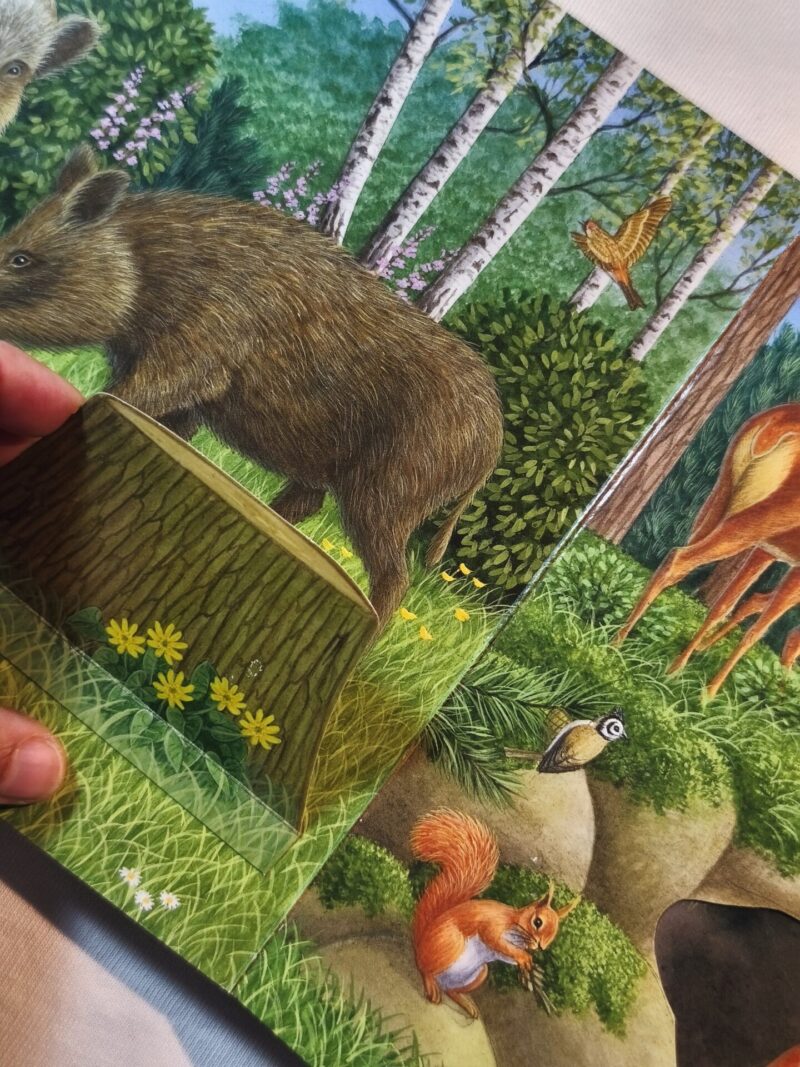 Gli animali del bosco