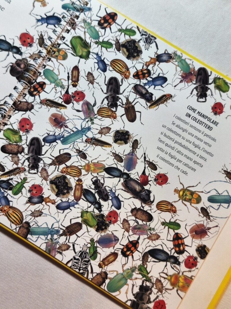 Il meraviglioso mondo dei Coleotteri